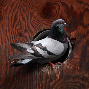 Pigeon/Hole