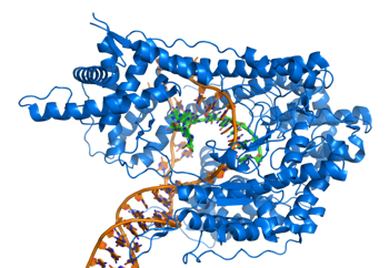 RNA Polymerase producing mRNA from a double-stranded DNA template