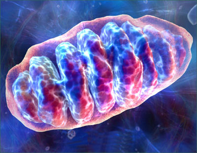 The possible product of endosymbiosis of proteobacteria and eukaryots