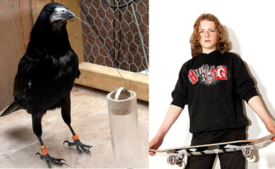"The ability to use tools has been suggested to indicate advanced physical cognition in animals. Here we show that rooks, a member of the corvid family that do not appear to use tools in the wild are capable of insightful problem solving related to sophisticated tool use, including spontaneously modifying and using a variety of tools, shaping hooks out of wire, and using a series of tools in a sequence to gain a reward. It is remarkable that a species that does not use tools in the wild appears to possess an understanding of tools rivaling habitual tool users such as New Caledonian crows and chimpanzees. Our findings suggest that the ability to represent tools may be a domain-general cognitive capacity rather than an adaptive specialization and questions the relationship between physical intelligence and wild tool use." - Dude?
