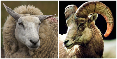Before him all the nations will be gathered, and he will separate them one from another, as a shepherd separates the sheep from the goats