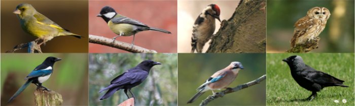 Green Finch, Great Tit, Lesser Spotted Woodpecker, Tawny Owl, Magpie, Carrion Crow, Eurasian Jay, Jackdaw