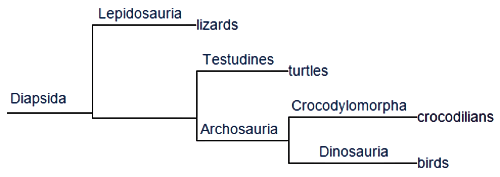 Cladogram