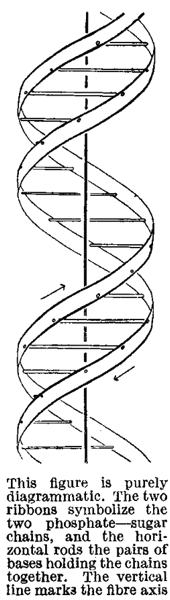 Odile and Francis Crick - structure of DNA