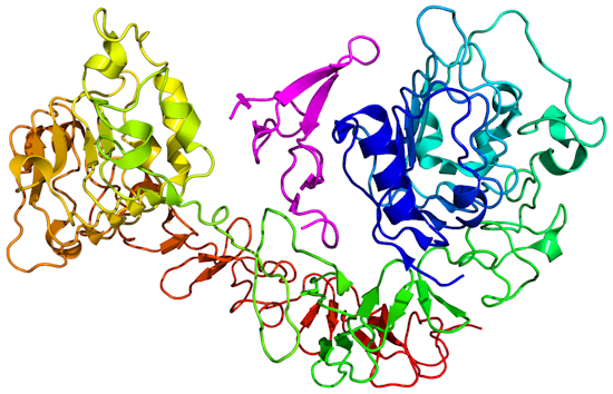 Epidermal growth factor receptor Epidermal growth factor receptor