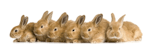 Rabbits