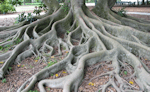Roots