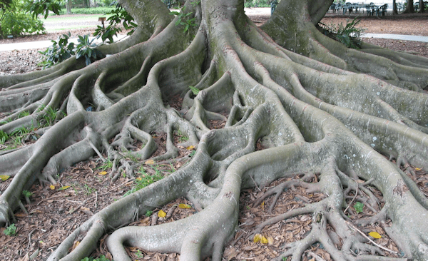 Roots [see Acknowledgements for Image Credit]