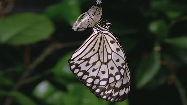 Metamorphosis
