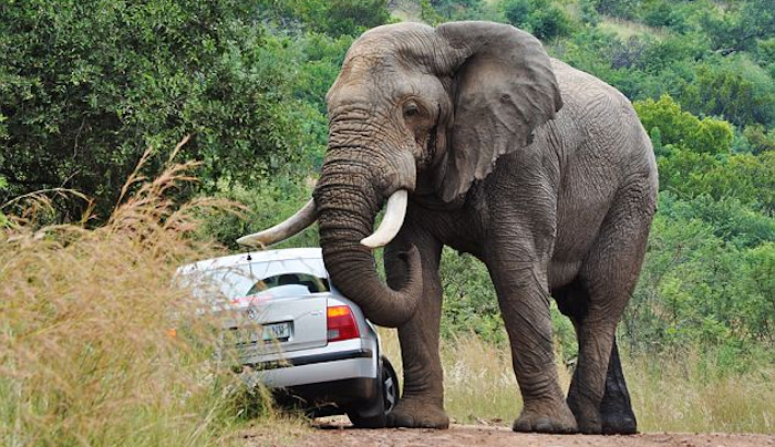Bad Elephant!