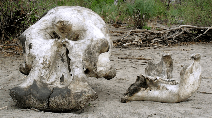 Elephants' Graveyard