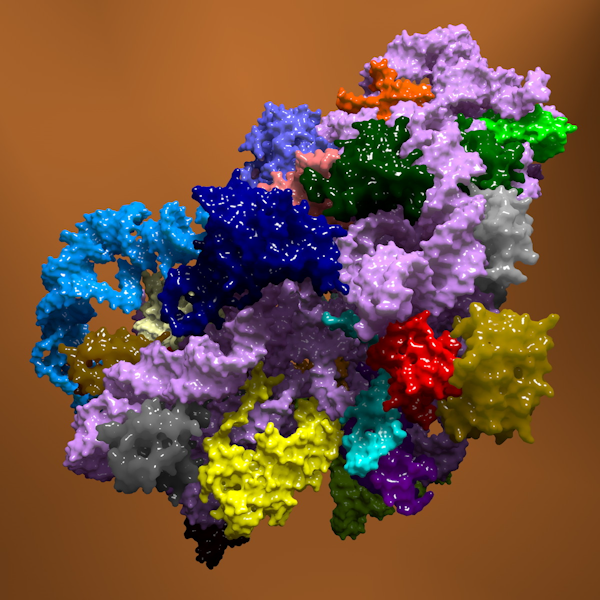 The 3D structure of a bacterial Ribosome