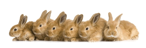 Rabbits [see Acknowledgements for Image Credit]