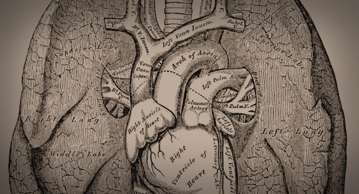 Sepia's Anatomy