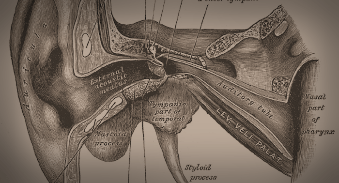 Sepia's Anatomy Sepia's Anatomy