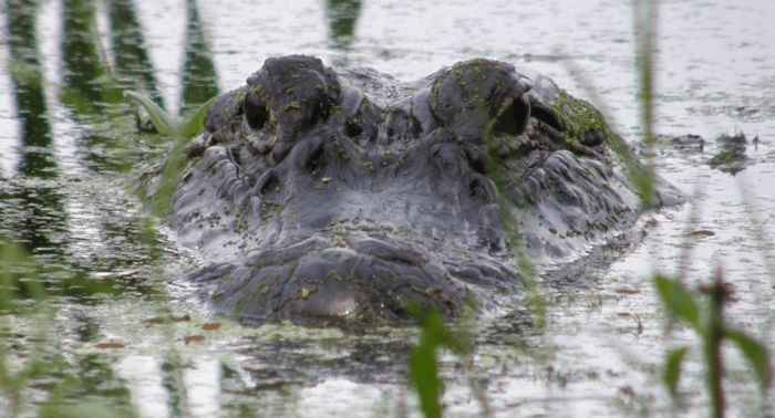 Draining the Swamp Draining the Swamp