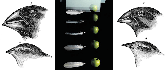 Finches, Feathers and Apples
