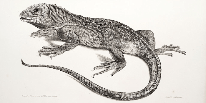 Iguana Iguana