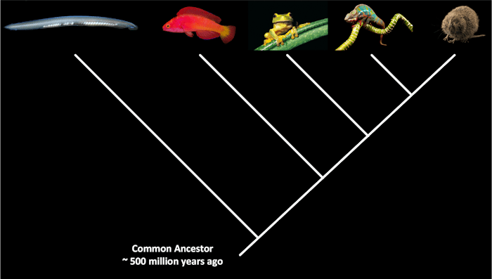 Chordate Common Ancestor