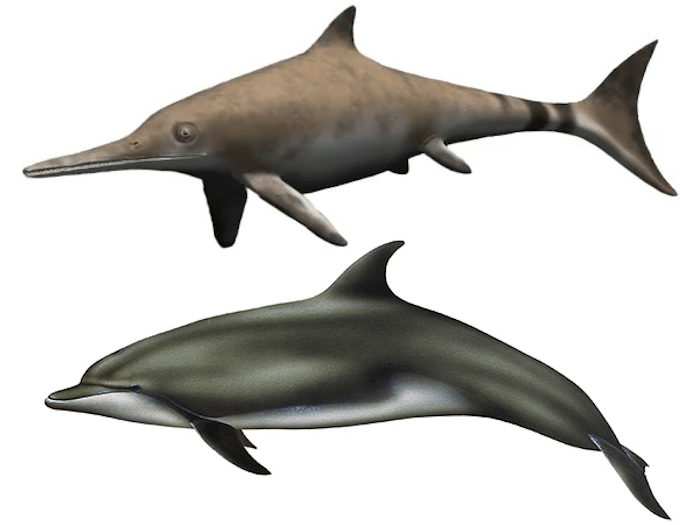 Ichthyosaur and Dolphin