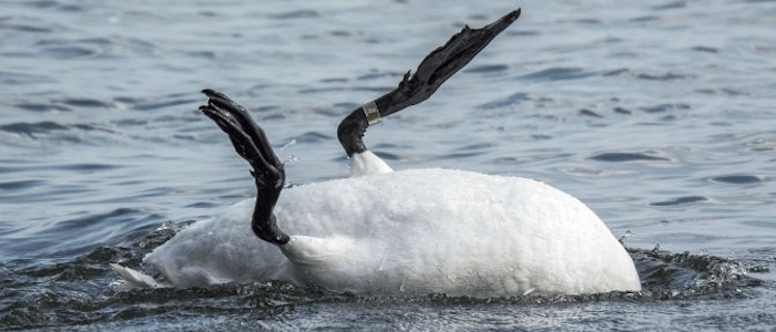 Not so serene swan...