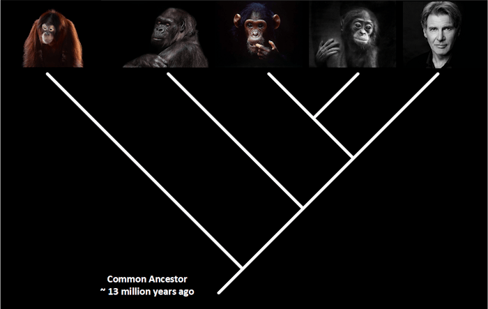 Great Apes Common Ancestor